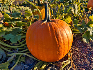 Closeup of a perfectly round orange pumpkin in a field 