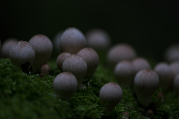 Lycoperdon pyriforme mushrooms, known as stump puffball in the forest	