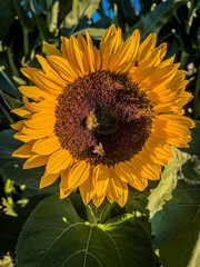 Bees pollinating a sunflower in full bloom