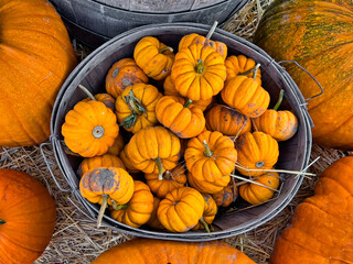 Orange mini pumpkins in a gray wood basket surrounded by larger pumpkins 