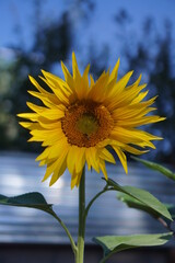 Desert sunflower in New Mexico
