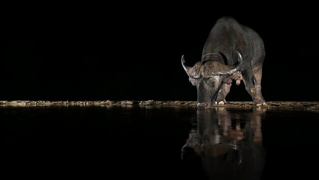 African Buffalo visiting a water hole at night in South Africa
