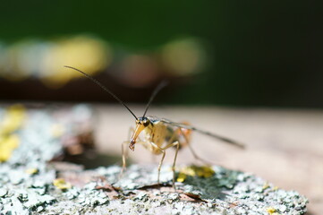 Insect with proboscis close-up. Mosquito.