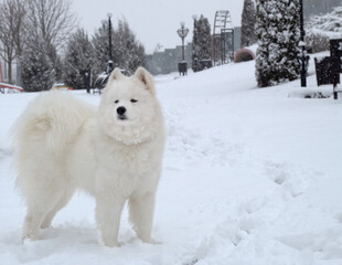 Photo portrait of a white fluffy Samoyed dog in full height. Side view. The dog stands proudly. It's winter, it's snowing and there's a dog in the snow. Copy space on the right