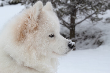Portrait of a fluffy white dog in winter. Snowing. Portrait in profile. Copy space on the right