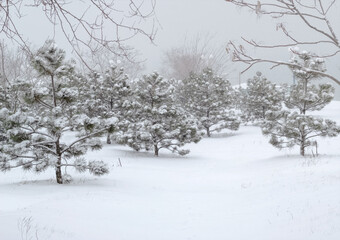 Snowy forest. Snowing. Forest path. Landscape. All the trees are covered with snow. Forest