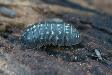 Closeup on common pill-bug woodlice, common pill-bug, Armadillidium vulgare, sitting on wood