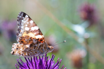 A beautiful butterfly collects nectar from wildflowers.