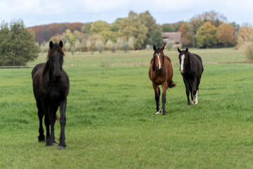 Three horses in a field meadow with fresh grass