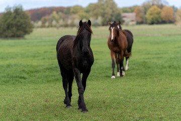 Three horses in a field meadow with fresh grass