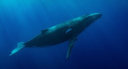 Obraz premium Humpback whale in the ocean
