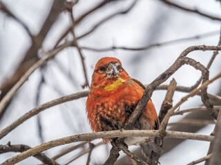 Red Crossbill male sitting on the tree branch and eats wild apple berries. Crossbill bird eats berries.