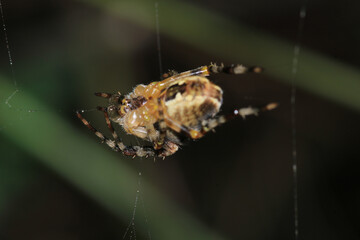 agelena labyrinthica spider macro photo