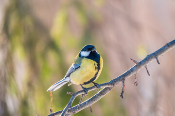 Cute bird Great tit, songbird sitting on a branch without leaves in the autumn or winter.