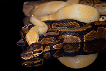 Fototapeta premium serpiente boa