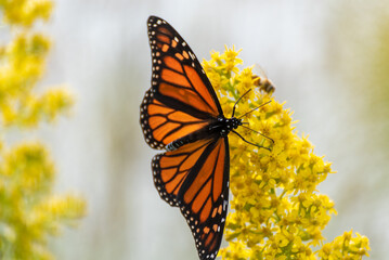 Monarch Butterfly On Goldenrod In September