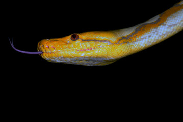 serpiente boa