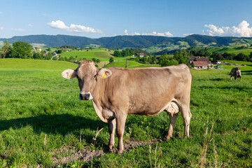 Naklejka na ściany i meble Cow in pasture on alpine meadow