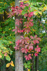 Red Virginia Creeper Vine Growing In A Tree In September