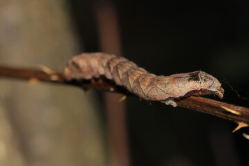 meadow caterpillar insect macro photo