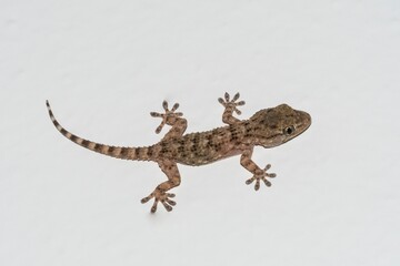 Naklejka premium Small gecko on the house wall