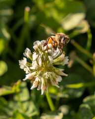 Common Eastern Bumble Bee (Bombus Impatiens) on White Clover