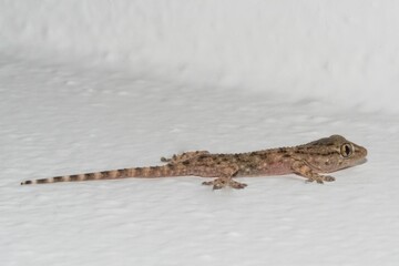 Small gecko on the house wall