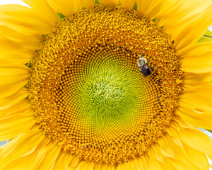 Common Eastern Bumble Bee (Bombus Impatiens) on Giant Sunflower