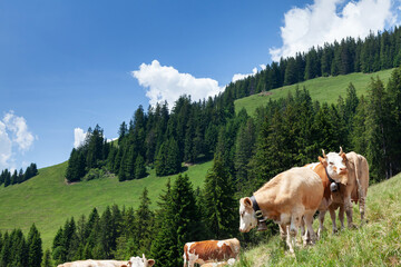 Fototapeta na wymiar Cows in pasture on alpine meadow