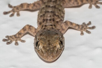Small gecko on the house wall