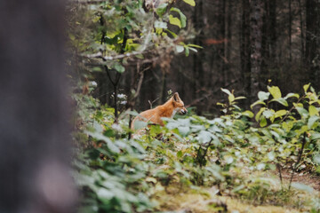 Naklejka na ściany i meble Fox in the woods