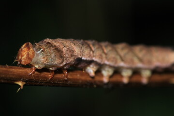 meadow caterpillar insect macro photo