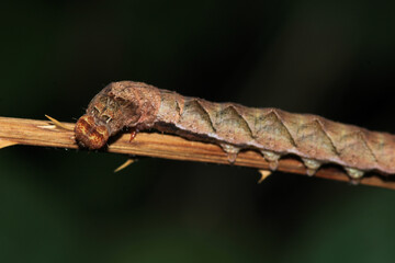 meadow caterpillar insect macro photo