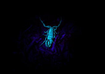 scorpion in UV light