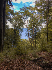 trees with view on the see