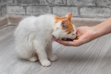 man feeding a small kitten from his hand.