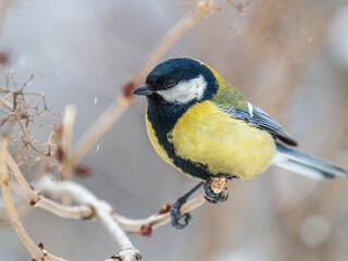 Naklejka premium Cute bird Great tit, songbird sitting on a branch without leaves in the autumn or winter.