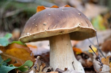 Primer plano de boletus edulis entre hojas secas