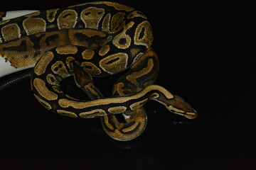 serpiente