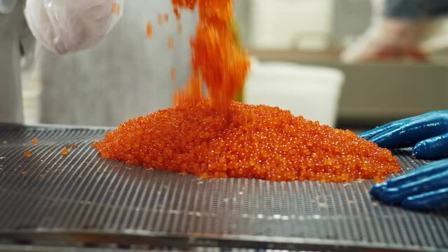 An employee of the seafood production and processing plant sorts red salmon caviar in rubber gloves through a sieve.