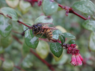 Common wasp (Vespula vulgaris) worker caught in the rain on a shrub with pink flowers