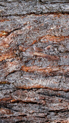 old wood texture background as mobile wallpaper background, vertical phone wallpaper of a bark of a tree in the forest, natural patterned background
