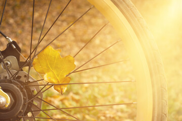 autumn bike ride. Close-up of a bicycle wheel