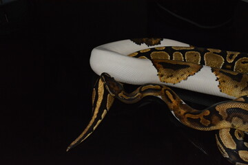 Naklejka premium serpiente