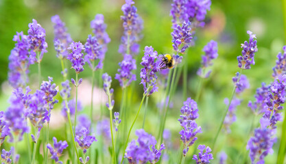 Obraz premium Hummel im Lavendel