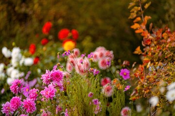 Obraz premium Garten im Herbst