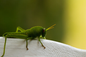 Macro photography of Grasshopper