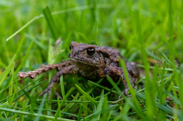 ropucha szara (Bufo bufo) w trawie