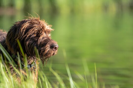 Selective of a wet Pudelpointer in a lake