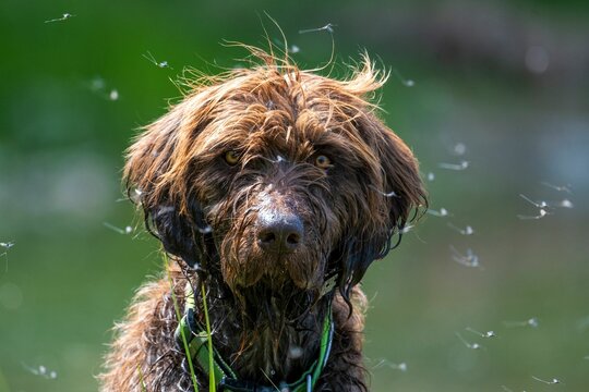 Selective of a wet Pudelpointer and blown dandelion seeds